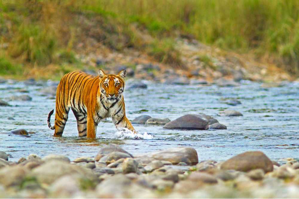 CORBETT-NATIONAL-PARK