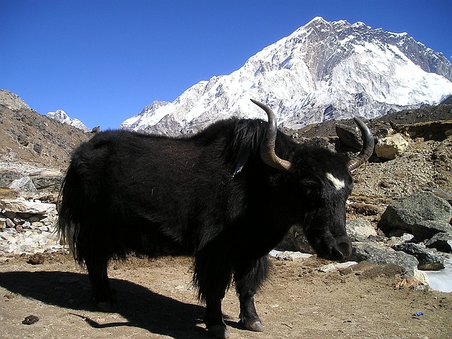 nepal-419_640